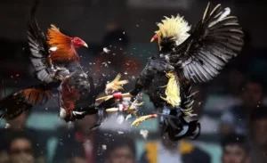 Tìm Hiểu Cách Chơi Đá Gà GA28 Tại V9BET Siêu Hấp Dẫn