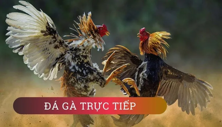 Khám Phá Cách Chơi Đá Gà Sabong Tại V9BET Hấp Dẫn Nhất 2 Khám Phá Cách Chơi Đá Gà Sabong Tại V9BET Hấp Dẫn Nhất