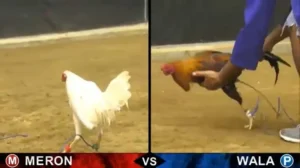 Khám Phá Cách Chơi Đá Gà Sabong Tại V9BET Hấp Dẫn Nhất