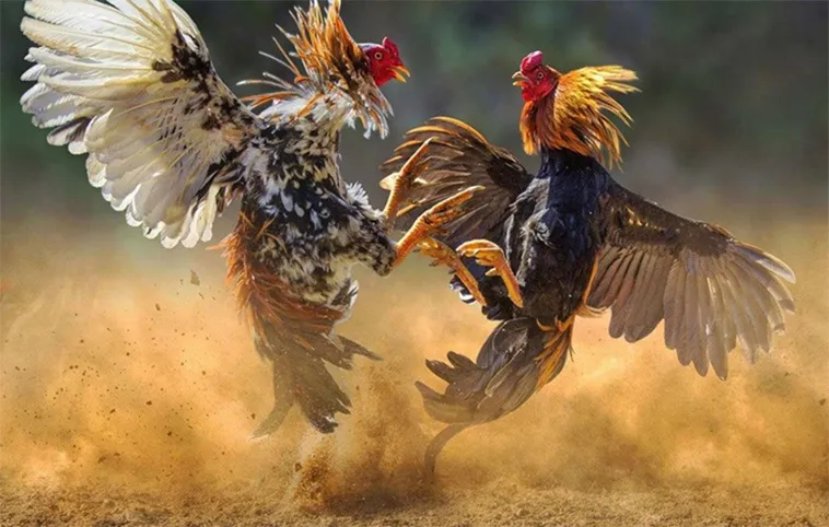 Tham Gia Đá Gà V9BET: Khám Phá Sân Chơi Đỉnh Cao 2025